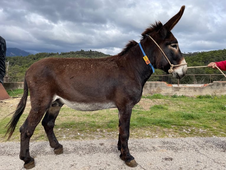 Esel Hengst 6 Jahre 152 cm Rappe in BERGA, BARCELONA