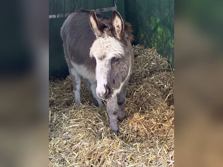 Esel Hengst 6 Jahre 79 cm  in Diepoldsau