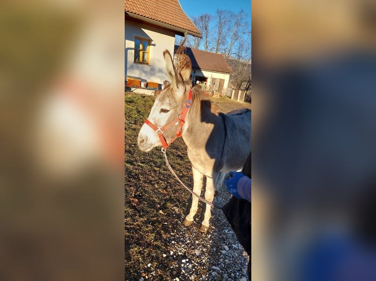 Esel Hengst 7 Jahre 100 cm Dunkelbrauner in Reichenfels