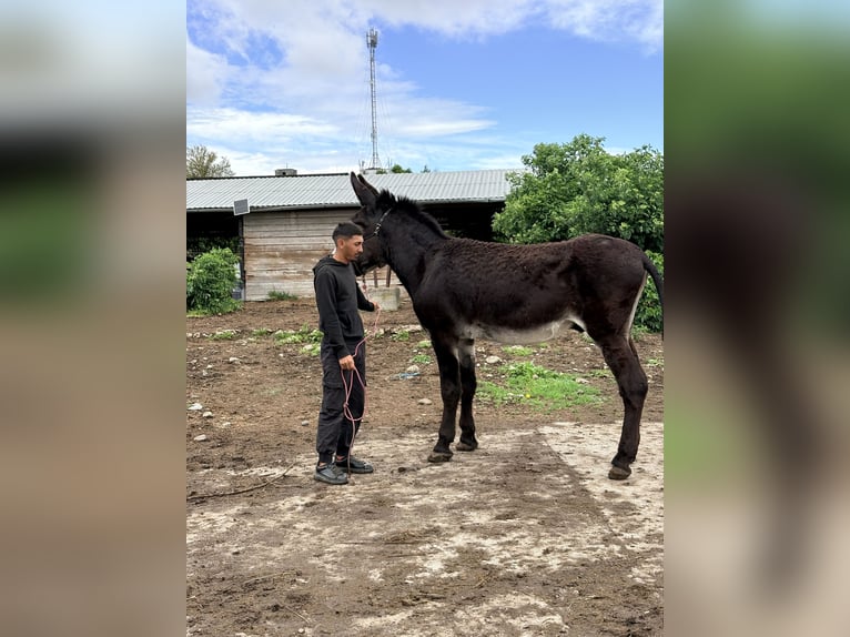 Esel Hengst 7 Jahre 151 cm Rappe in Sancraiu de Mureș
