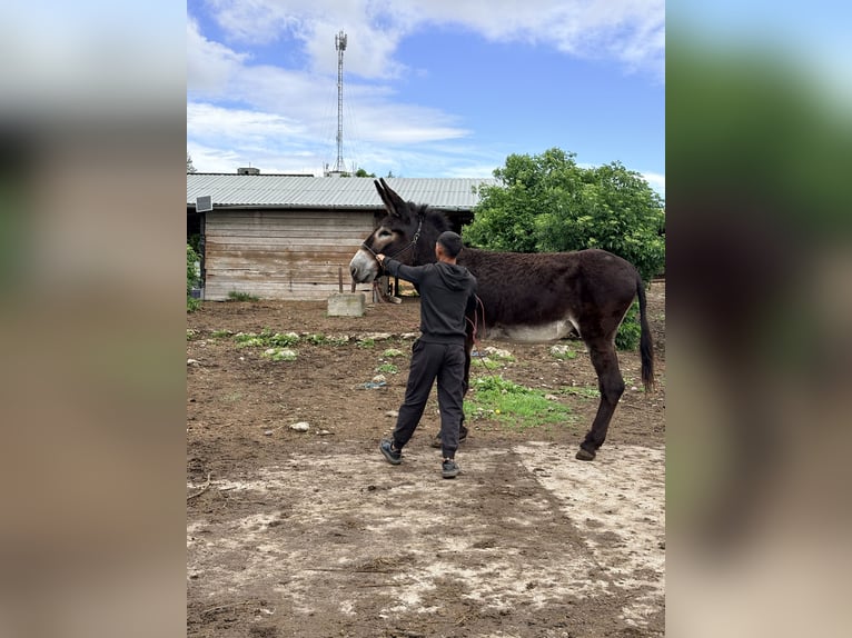 Esel Hengst 7 Jahre 151 cm Rappe in Sancraiu de Mureș