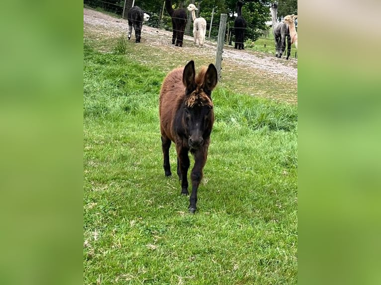Esel Hengst Fohlen (05/2025) 75 cm Schwarzbrauner in Gahlenz