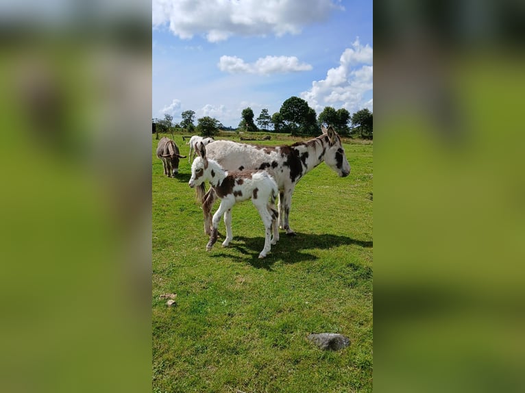 Esel Hengst Fohlen (01/2024) in Süderlügum