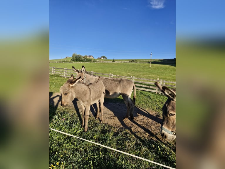 Esel Hengst Fohlen (05/2026)  in Lasaberg