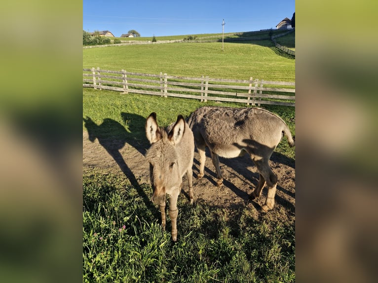 Esel Hengst Fohlen (05/2026)  in Lasaberg