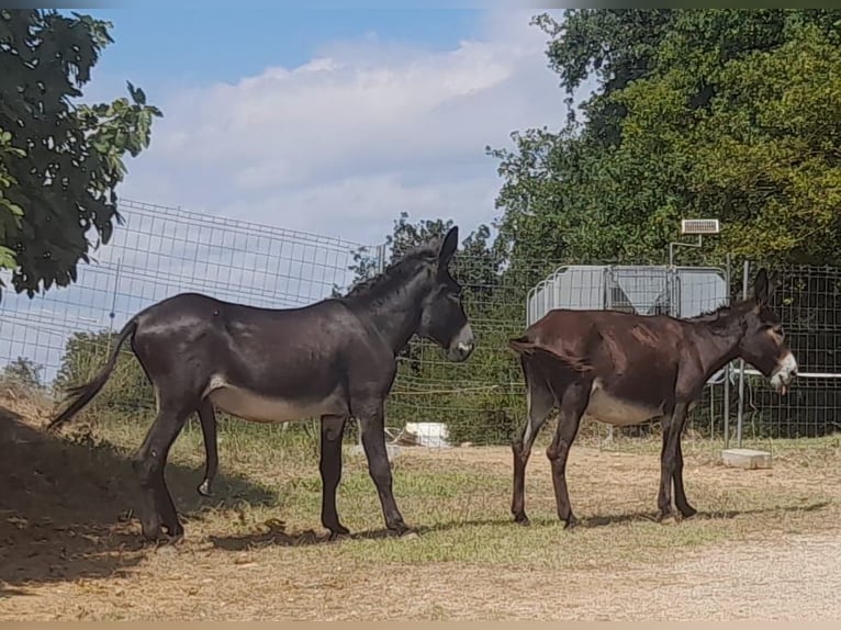 Esel Hengst Rappe in B&#xE0;scara