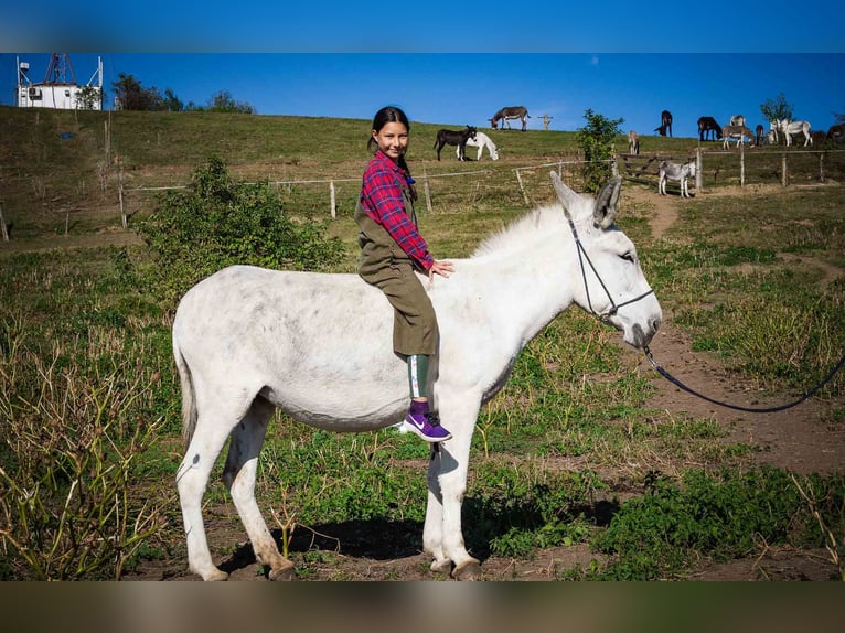 Esel Stute 10 Jahre 145 cm Hellbrauner in Sancraiu de Mureș