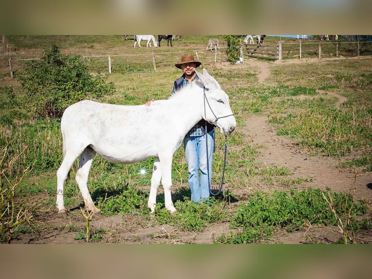 Esel Stute 10 Jahre 145 cm Hellbrauner in Sancraiu de Mureș