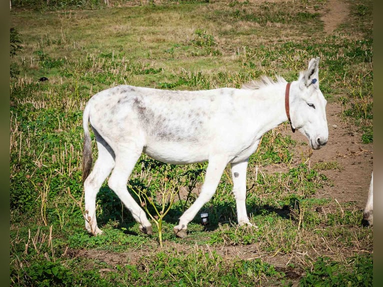 Esel Stute 10 Jahre 145 cm Hellbrauner in Sancraiu de Mureș