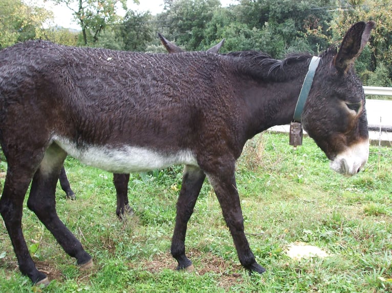 Esel Stute 10 Jahre 145 cm Rappe in BERGA, BARCELONA