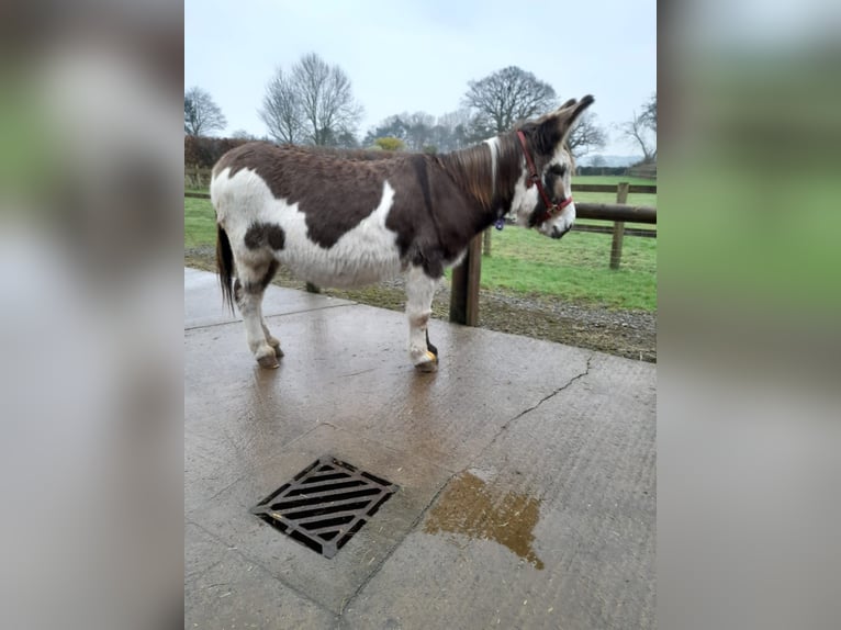 Esel Stute 11 Jahre 138 cm Tobiano-alle-Farben in Shrewsbury