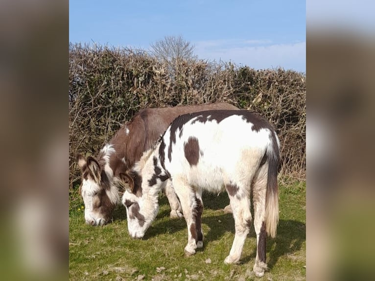 Esel Stute 11 Jahre 138 cm Tobiano-alle-Farben in Shrewsbury