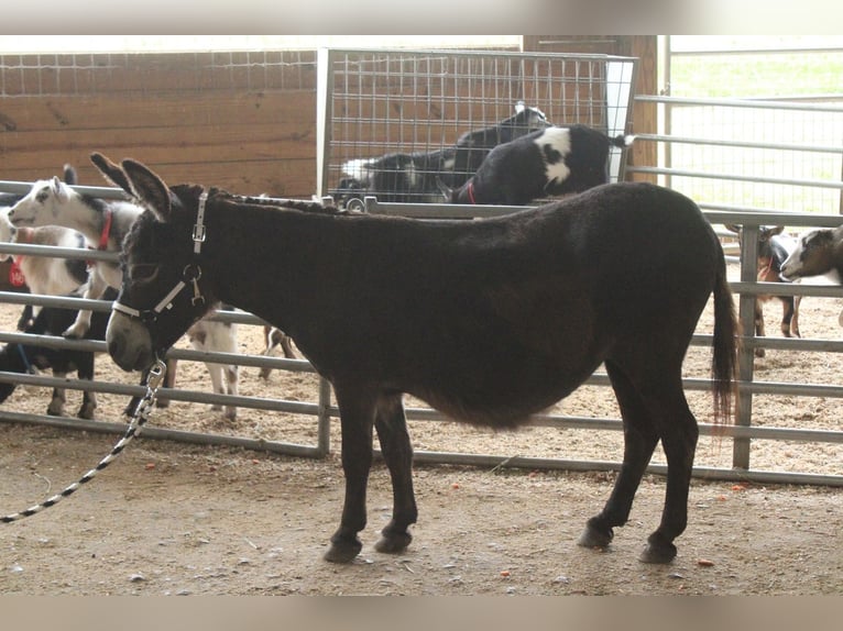 Esel Stute 11 Jahre 81 cm Brauner in Millersburg