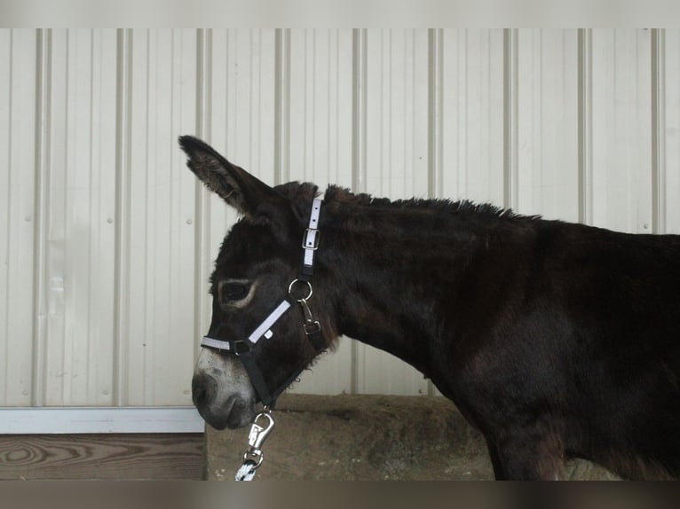 Esel Stute 11 Jahre 81 cm Brauner in Millersburg