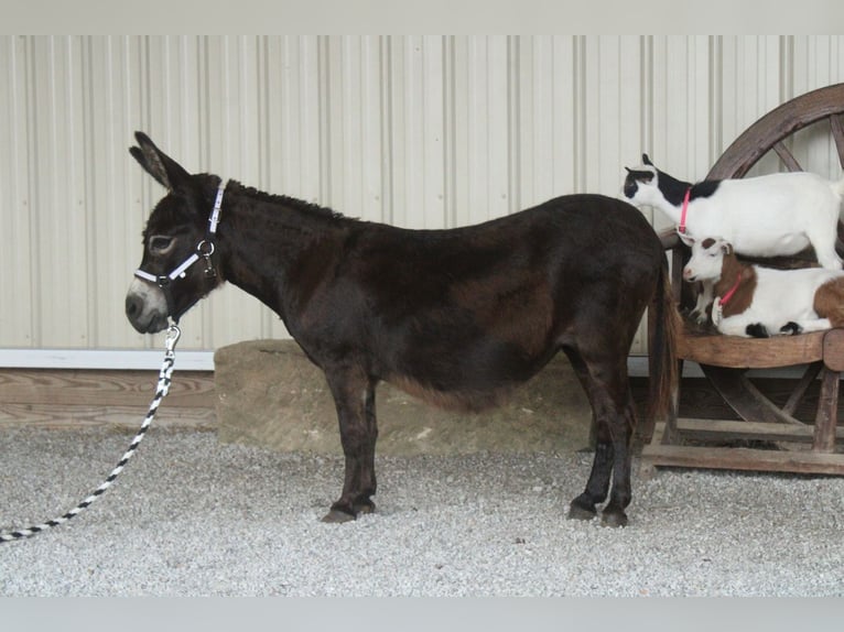 Esel Stute 11 Jahre 81 cm Brauner in Millersburg