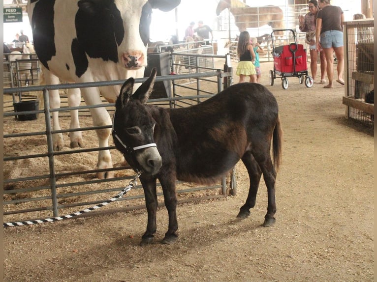 Esel Stute 11 Jahre 81 cm Brauner in Millersburg