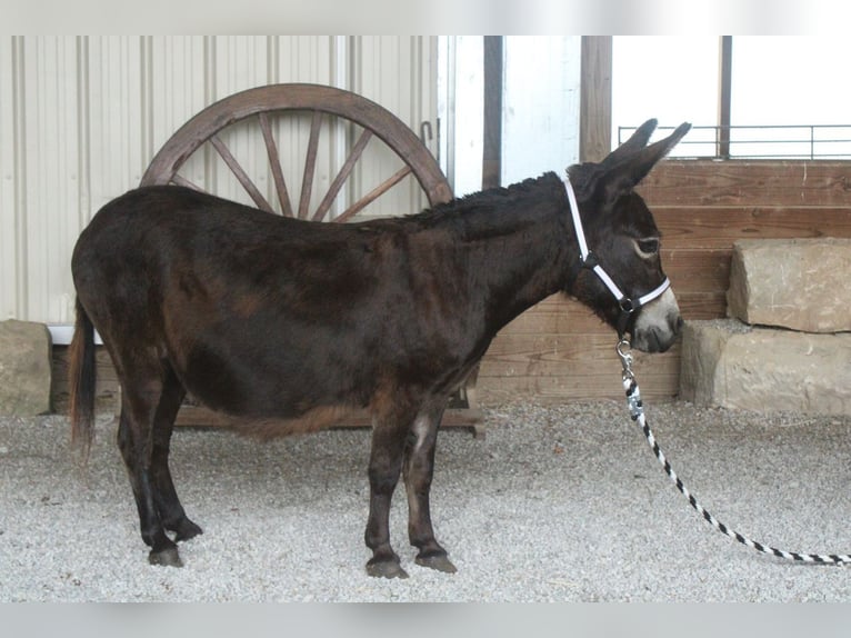 Esel Stute 11 Jahre 81 cm Brauner in Millersburg
