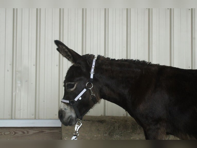 Esel Stute 11 Jahre 81 cm Brauner in Millersburg