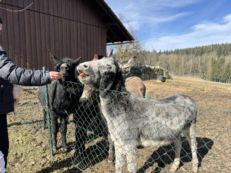Esel Stute 12 Jahre 125 cm Hellbrauner in PöttenheimAistersheim