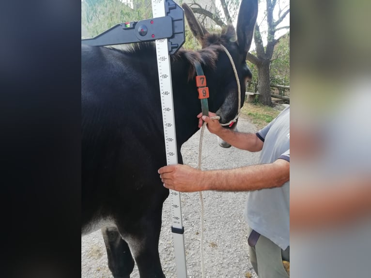 Esel Stute 12 Jahre 160 cm Rappe in BERGA, BARCELONA