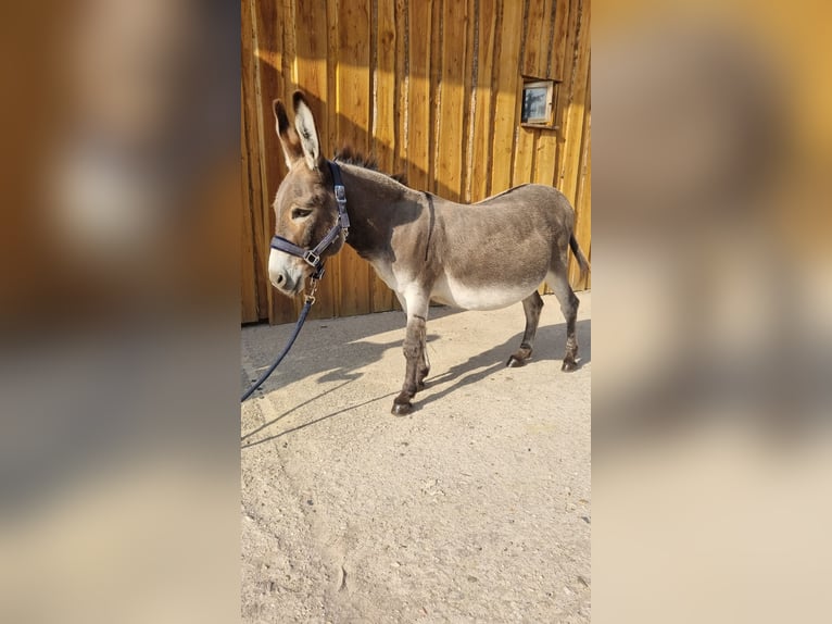 Esel Stute 15 Jahre 105 cm in Möckern