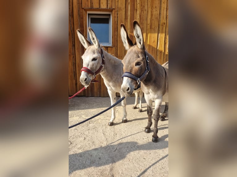 Esel Stute 15 Jahre 105 cm in Möckern