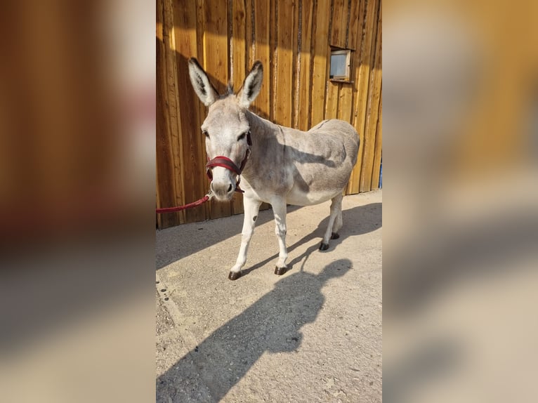 Esel Stute 15 Jahre 105 cm in Möckern