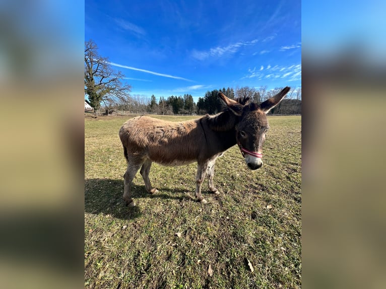 Esel Stute 15 Jahre 105 cm in PählPähl