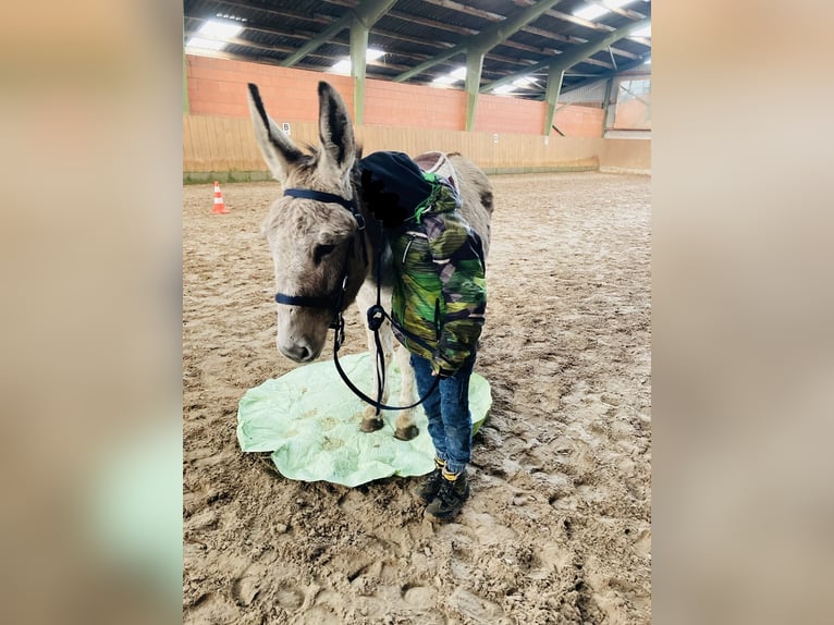 Esel Stute 15 Jahre 135 cm in D&#xF6;tlingen