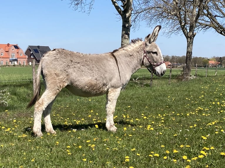 Esel Stute 15 Jahre 135 cm in D&#xF6;tlingen