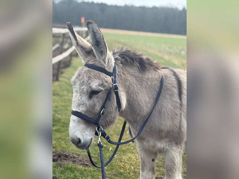 Esel Stute 15 Jahre 135 cm in D&#xF6;tlingen
