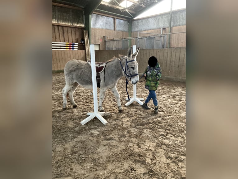 Esel Stute 15 Jahre 135 cm in D&#xF6;tlingen