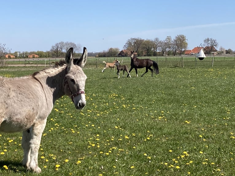 Esel Stute 15 Jahre 135 cm in D&#xF6;tlingen