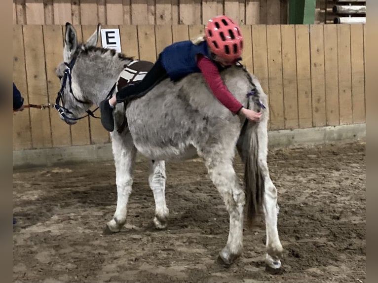 Esel Stute 15 Jahre 135 cm in D&#xF6;tlingen