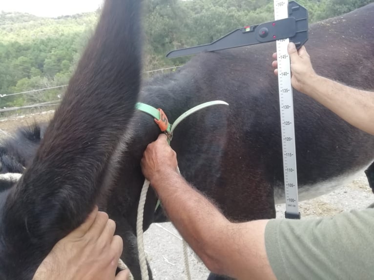 Esel Stute 16 Jahre 151 cm Rappe in BERGA, BARCELONA