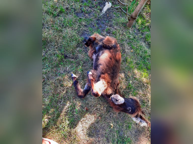 Esel Stute 1 Jahr 100 cm Dunkelbrauner in Kümmernitztal