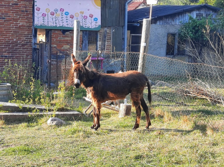 Esel Stute 1 Jahr 100 cm Dunkelbrauner in Kümmernitztal
