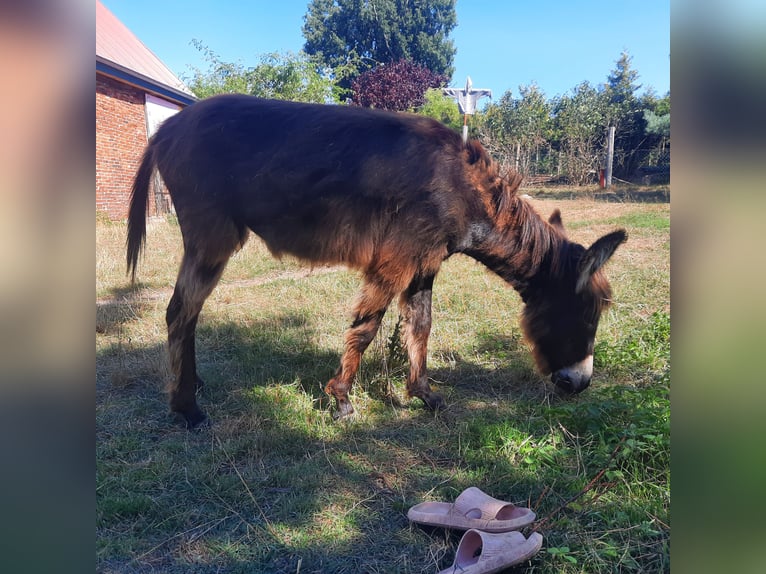 Esel Stute 1 Jahr 100 cm Dunkelbrauner in Kümmernitztal