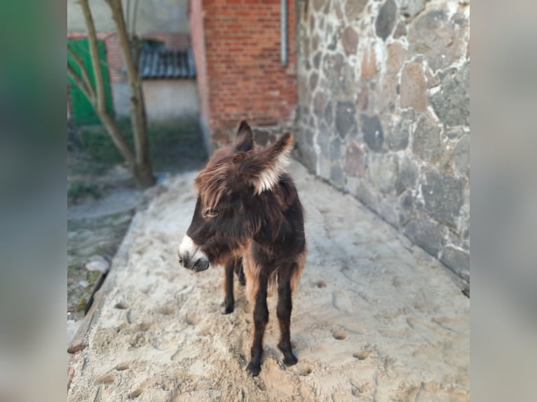 Esel Stute 1 Jahr 100 cm Dunkelbrauner in Kümmernitztal