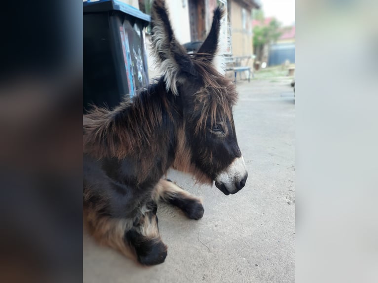 Esel Stute 1 Jahr 100 cm Dunkelbrauner in Kümmernitztal