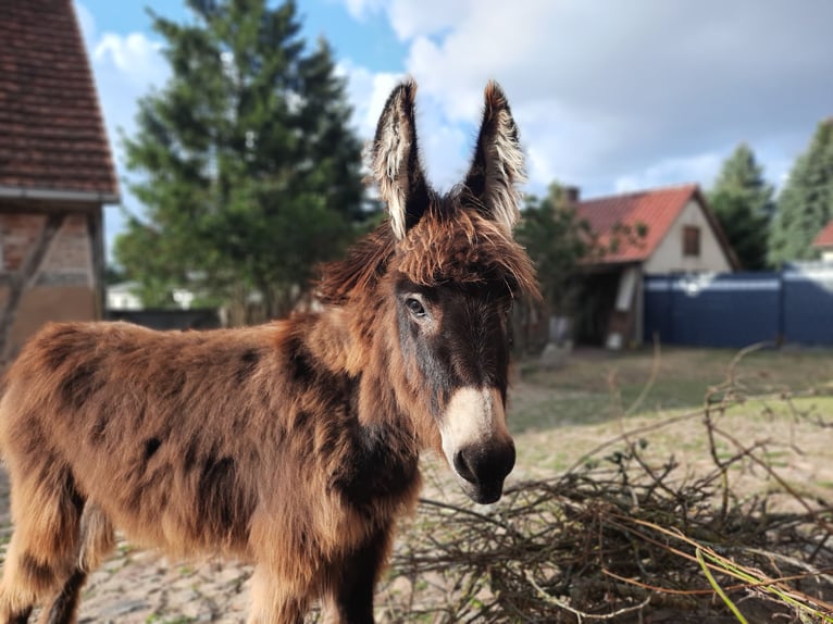 Esel Stute 1 Jahr 100 cm Dunkelbrauner in Kümmernitztal