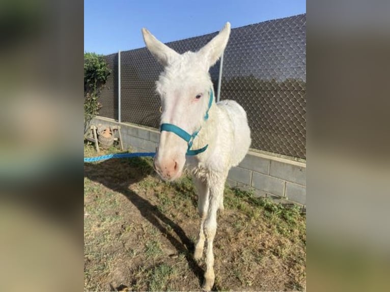 Esel Stute 1 Jahr 130 cm in Lliça D&#39;Amunt