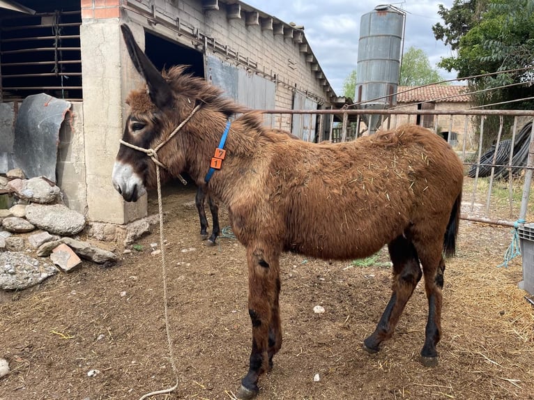 Esel Stute 1 Jahr 131 cm Rappe in BERGA, BARCELONA