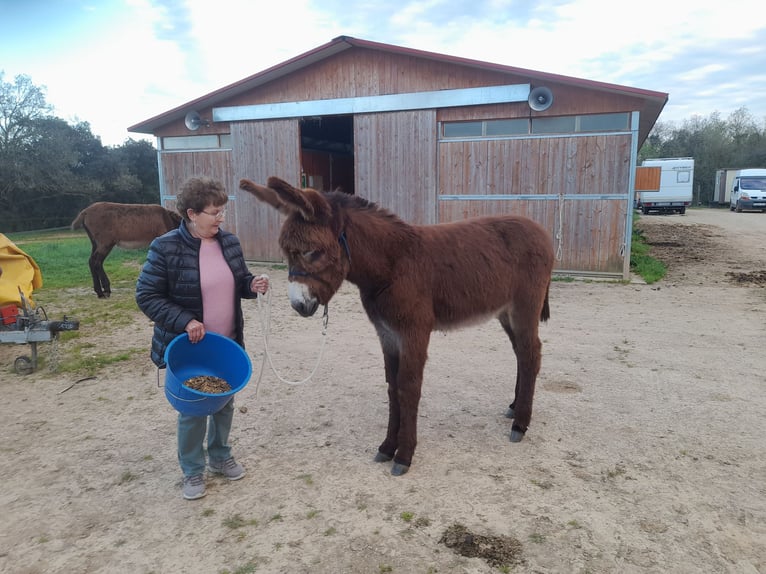 Esel Stute 1 Jahr 150 cm Rappe in Calabuig