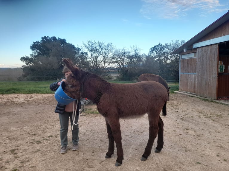Esel Stute 1 Jahr 150 cm Rappe in Calabuig