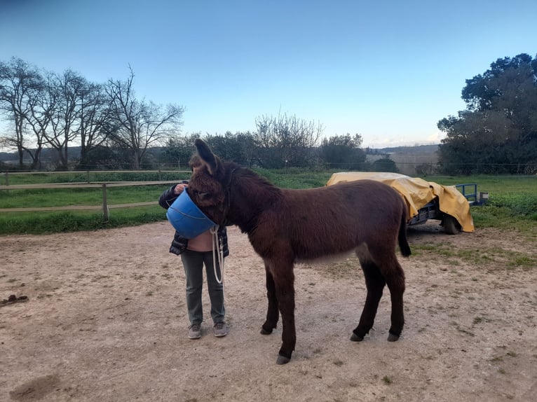 Esel Stute 1 Jahr 150 cm Rappe in Calabuig