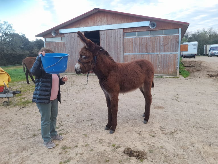Esel Stute 1 Jahr 150 cm Rappe in Calabuig