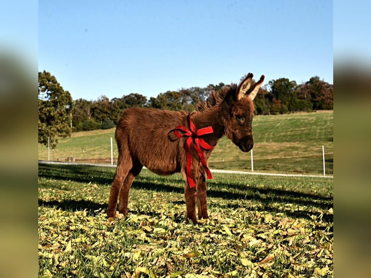Esel Stute 1 Jahr 71 cm Brauner in Purdy, MO