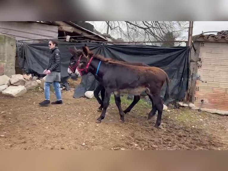 Esel Stute 1 Jahr Rappe in BERGA, BARCELONA
