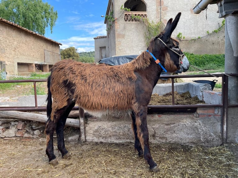 Esel Stute 1 Jahr Rappe in BERGA, BARCELONA